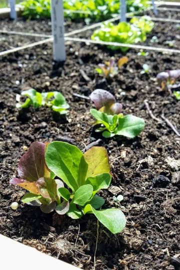 How to Garden With Allergies