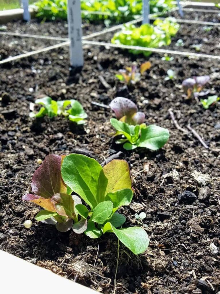 How to Garden With Allergies