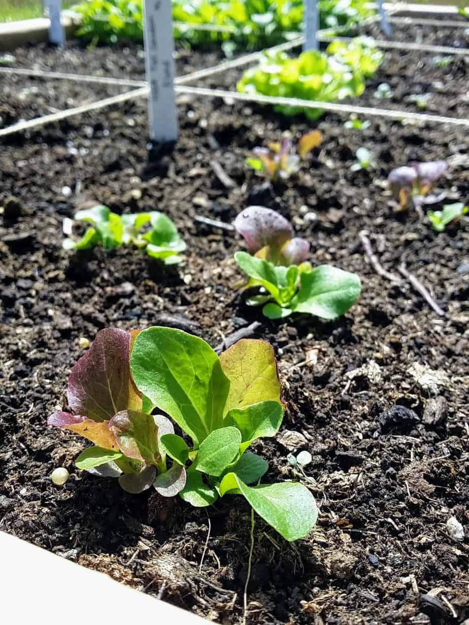 How to Garden With Allergies