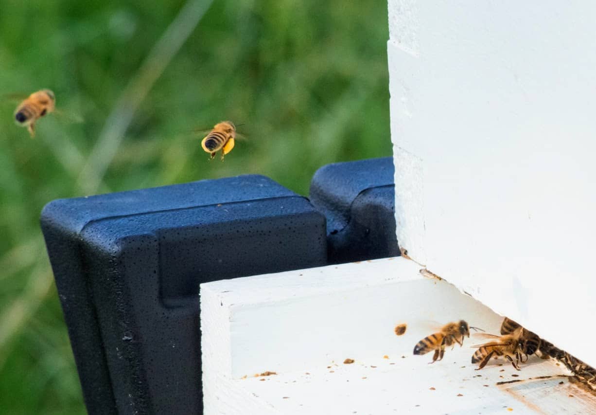 Honey Bees