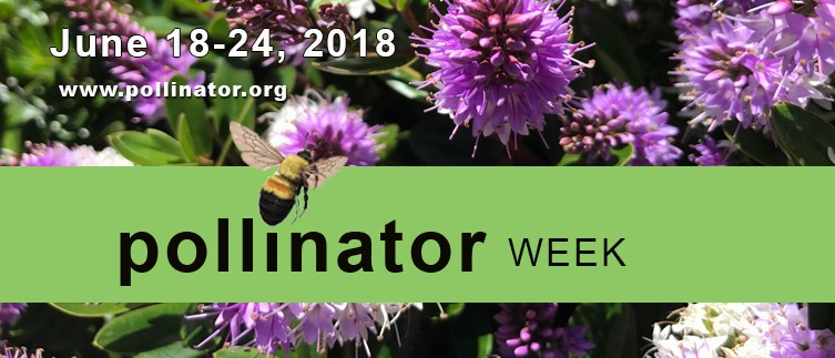 Pollinator Week