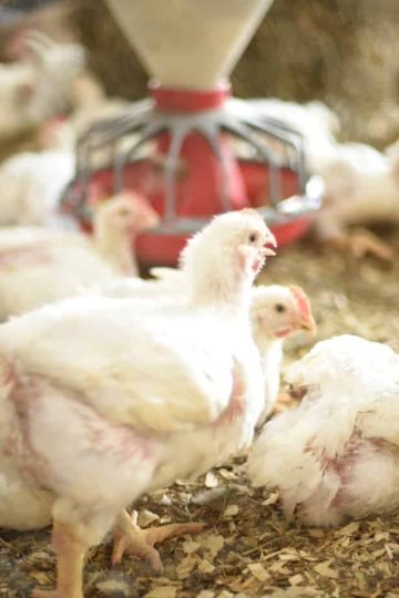 Perdue Farms Animal Care Summit