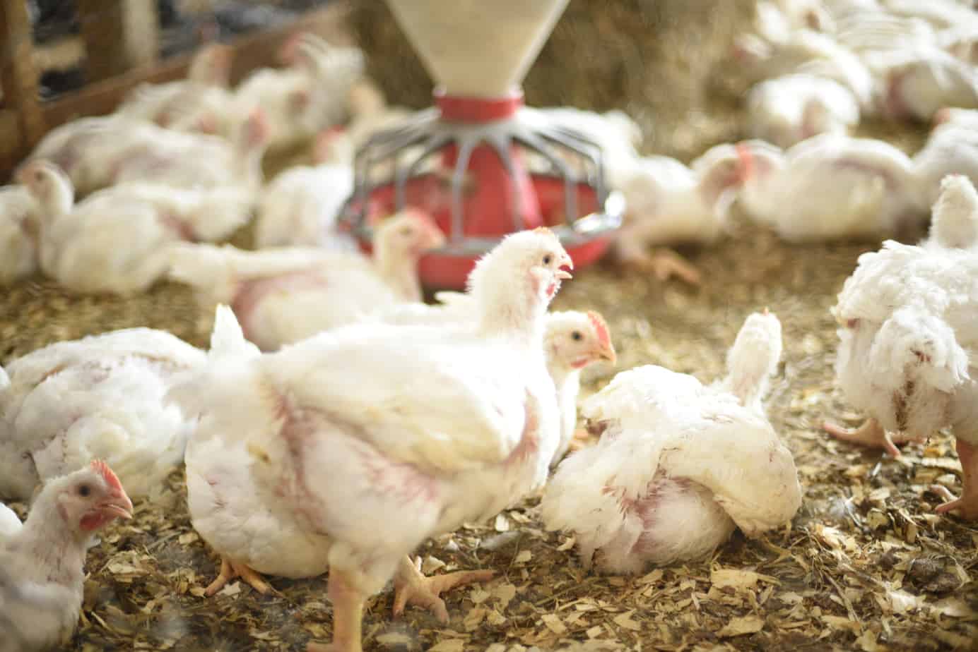 Perdue Farms Animal Care Summit