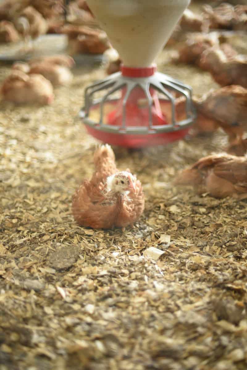Perdue Animal Care Summit 