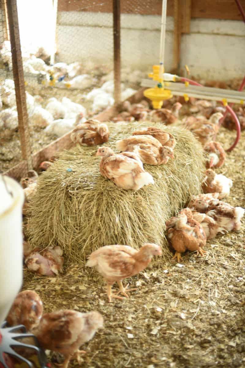 Perdue Animal Care Summit 