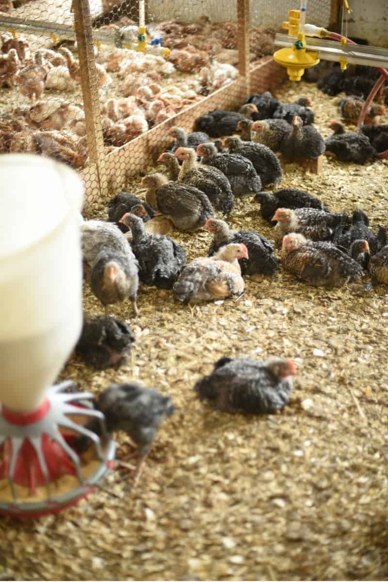 Perdue Animal Care Summit 