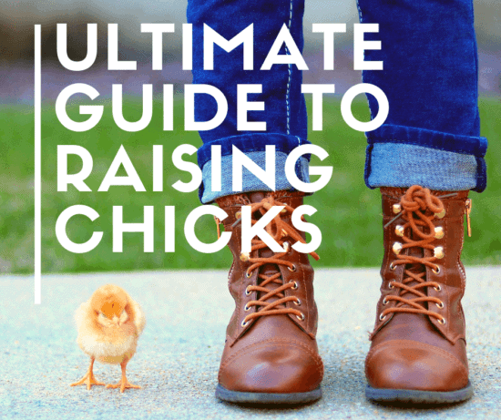 Homestead Blog Hop Feature - ultimate-guide-to-raising-chicks