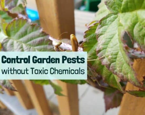 Homestead Blog Hop Feature - control-garden-pests-without toxic chemicals
