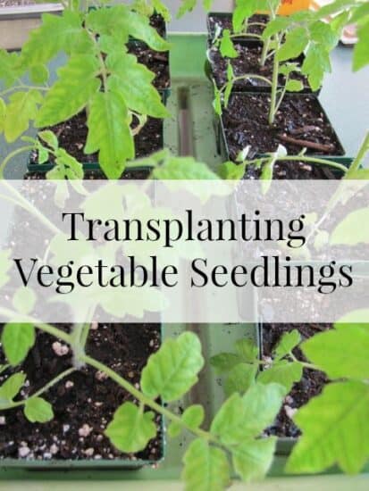 Homestead Blog Hop Feature - transplanting-seedlings