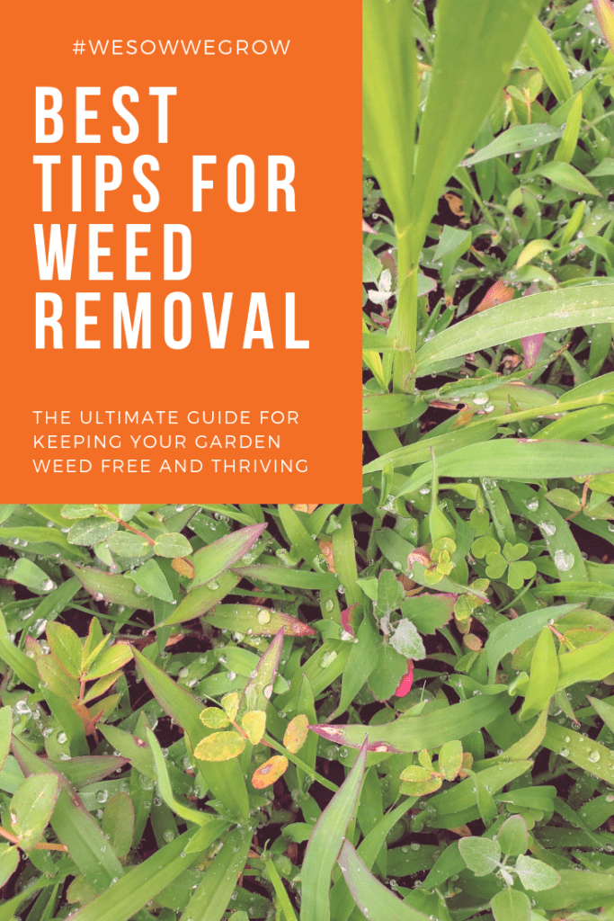 Getting Rid of Weeds Naturally