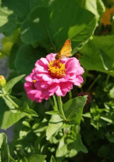 Homestead Blog Hop Feature