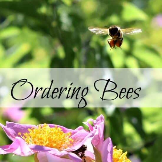 Homestead Blog Hop Feature - 4 Tips for Ordering Bees
