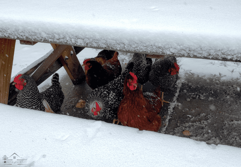 10 Effective Tips for Wintering Your Chicken Coop