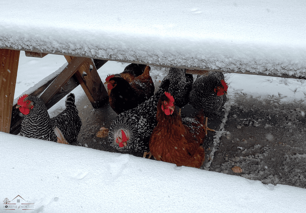 Raising backyard chickens