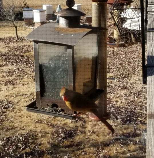 Homestead Blog Hop Feature - Enjoying the Garden in Winter