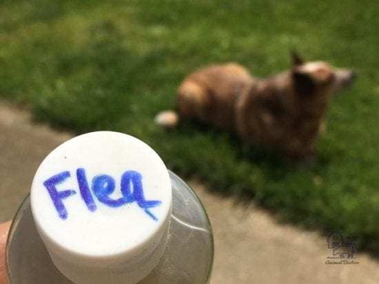 natural flea bath for dogs