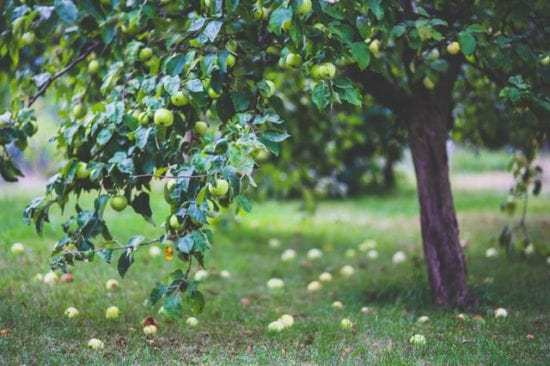 Homestead Blog Hop Feature - How to Design Your Perfect Garden