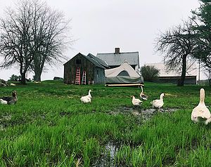 Homestead Blog Hop Feature - Tent-Life-for-the-Summer