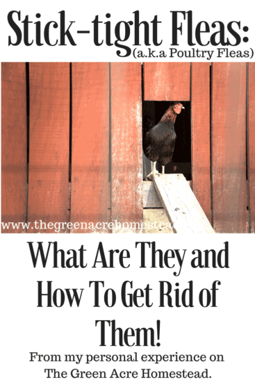 Homestead Blog Hop Feature - Stick-tight-Fleas