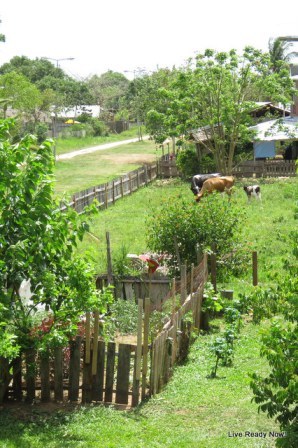 Homestead Blog Hop Feature from Live Ready Now