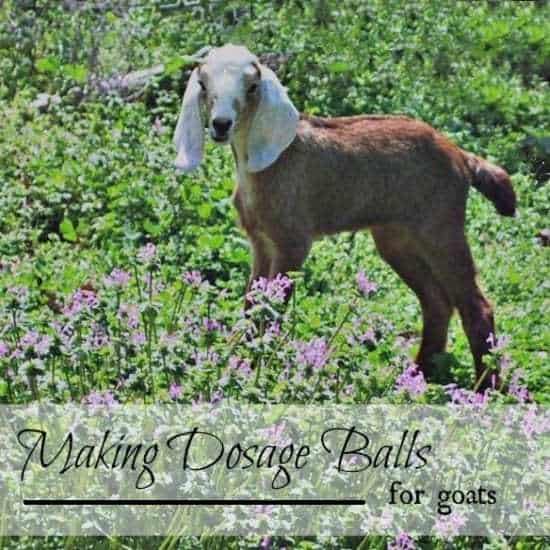 Homestead Blog Hop Feature - Oak Hill Homestead