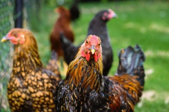 Homestead Blog Hop Feature - Great Gifts for the Chicken Keeper in Your Life