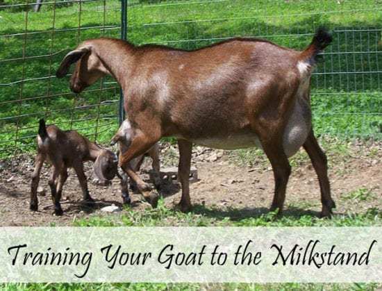 Homestead Blog Hop Feature - Oak Hill Homestead