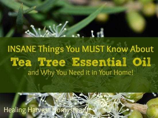 Homestead Blog Hop Feature Healing Harvest Homestead