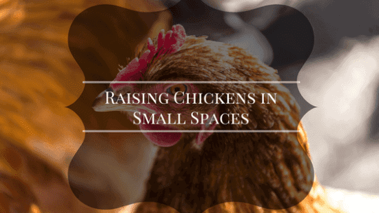 Homestead Blog Hop Feature from Busy Gals Homestead