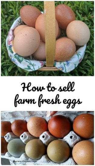 Homestead Blog Hop Feature - How to sell farm fresh eggs