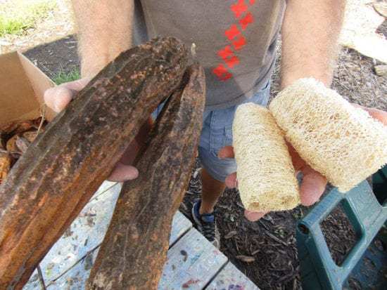 Homestead Blog Hop Feature - The Loofah Project