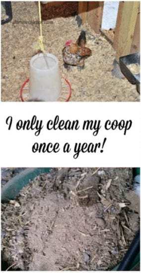 Homestead Blog Hop Feature - Murano Chicken Farm