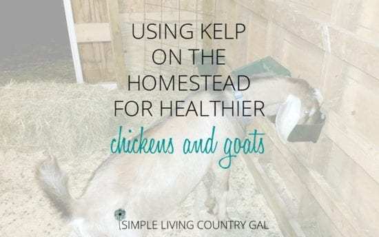 Homestead Blog Hop - kelp-on-the-homestead