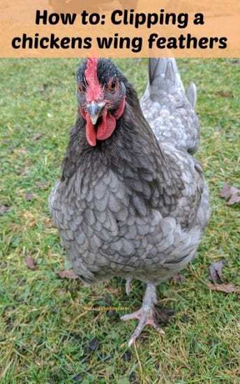 Homestead Blog Hop Feature - how to clip a chickens wing feathers