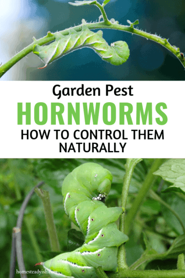 Homestead Blog Hop Feature - Garden Pest Tomato Hornworm