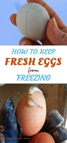 Homestead Blog Hop Feature - Murano Chicken Farm
