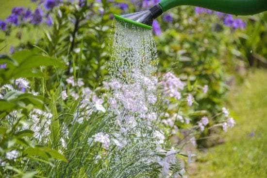 Homestead Blog Hop Feature - Designing a Garden That's Pretty and Practical