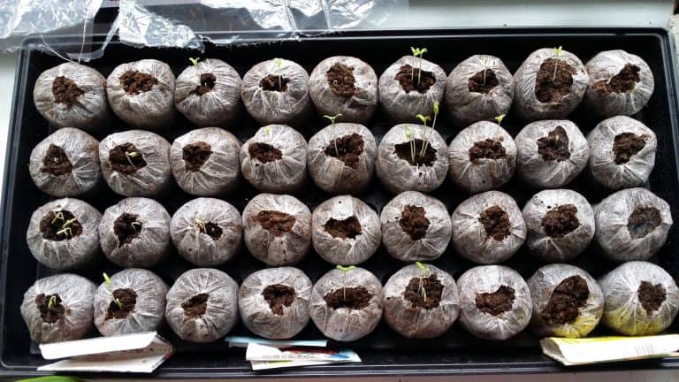 How To Start Seeds - 5 Steps to Successful Germination of Vegetable Seeds
