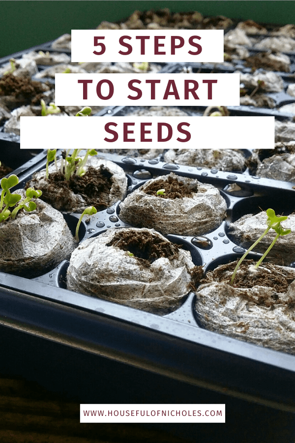 5 Steps to Start Seeds 