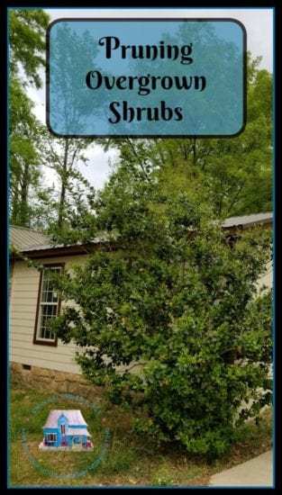 Homestead Blog Hop Feature - Pruning Overgrown Shrubs