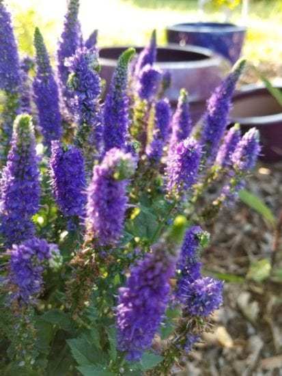 Homestead Blog Hop Feature - Gwin Gals