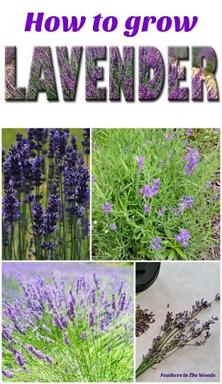 Homestead Blog Hop Feature - Feathers in the Woods