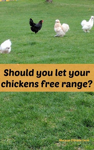 Homestead Blog Hop Feature free_range_chickens