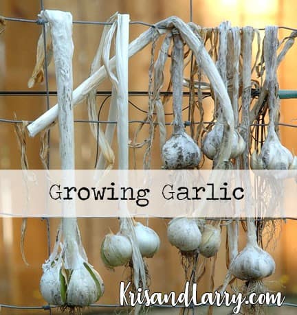 Homestead Blog Hop Feature - Types of Garlic