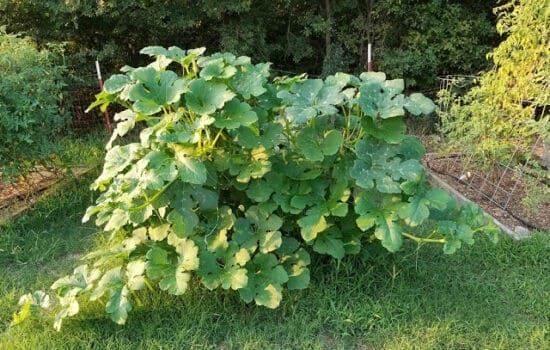 Homestead Blog Hop Feature - How to grow food fast