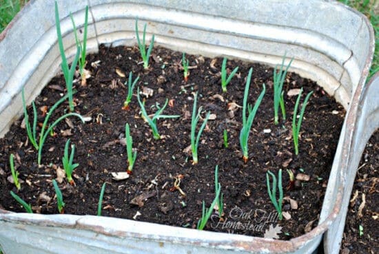 Homestead Blog Hop Feature - Start a Kitchen Garden to Increase Food