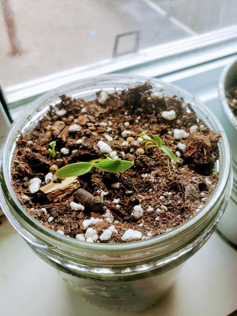 Mason Jar Garden