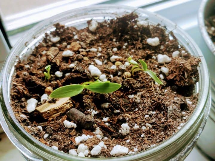 How to Grow a Successful Mason Jar Garden in Your Windowsill