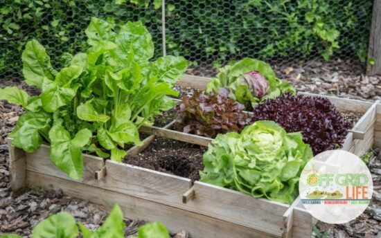 Homestead Blog Hop Feature - Cold Frame Gardening Frugal DIY Ideas