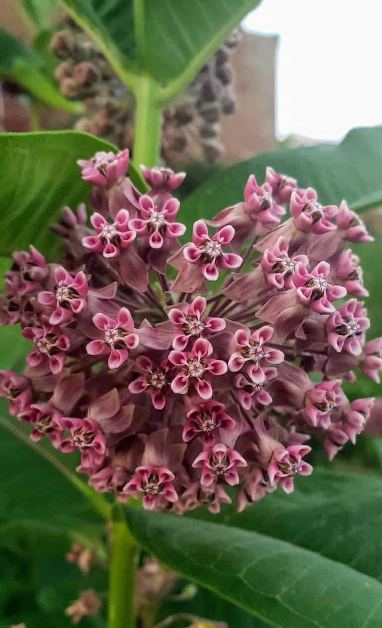 Want More Monarchs? Plant Milkweed In Your Garden!